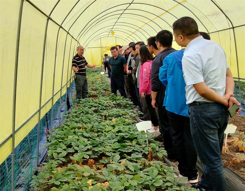 dd2e5bf2eb4c4b95a33b8ad4894ef6ee.jpg 閘口石西洋參基地考察-20200830-修改后.jpg