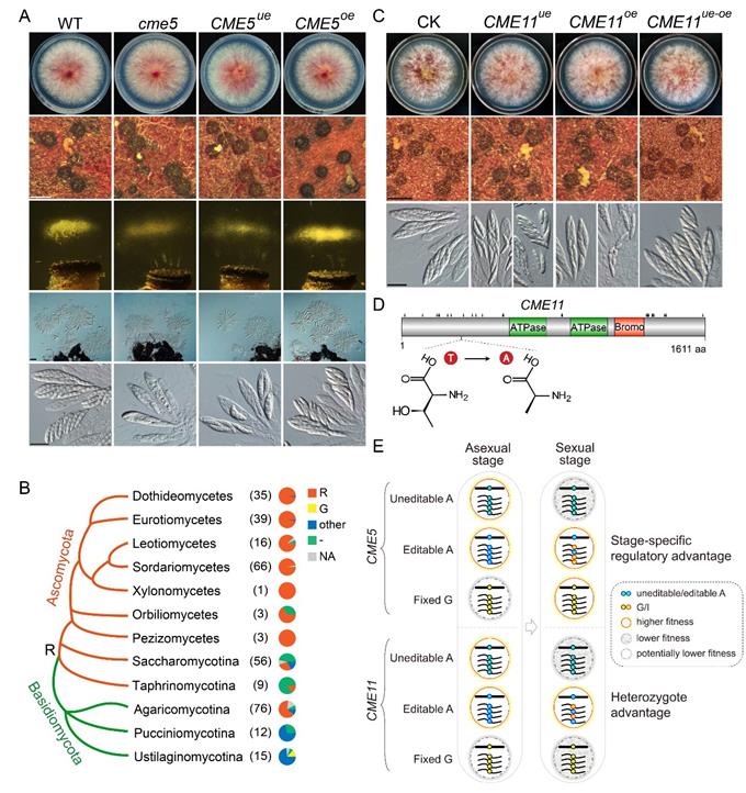 cacae28753704de0a4173c97cf3355dd.jpg 圖片-680.jpg